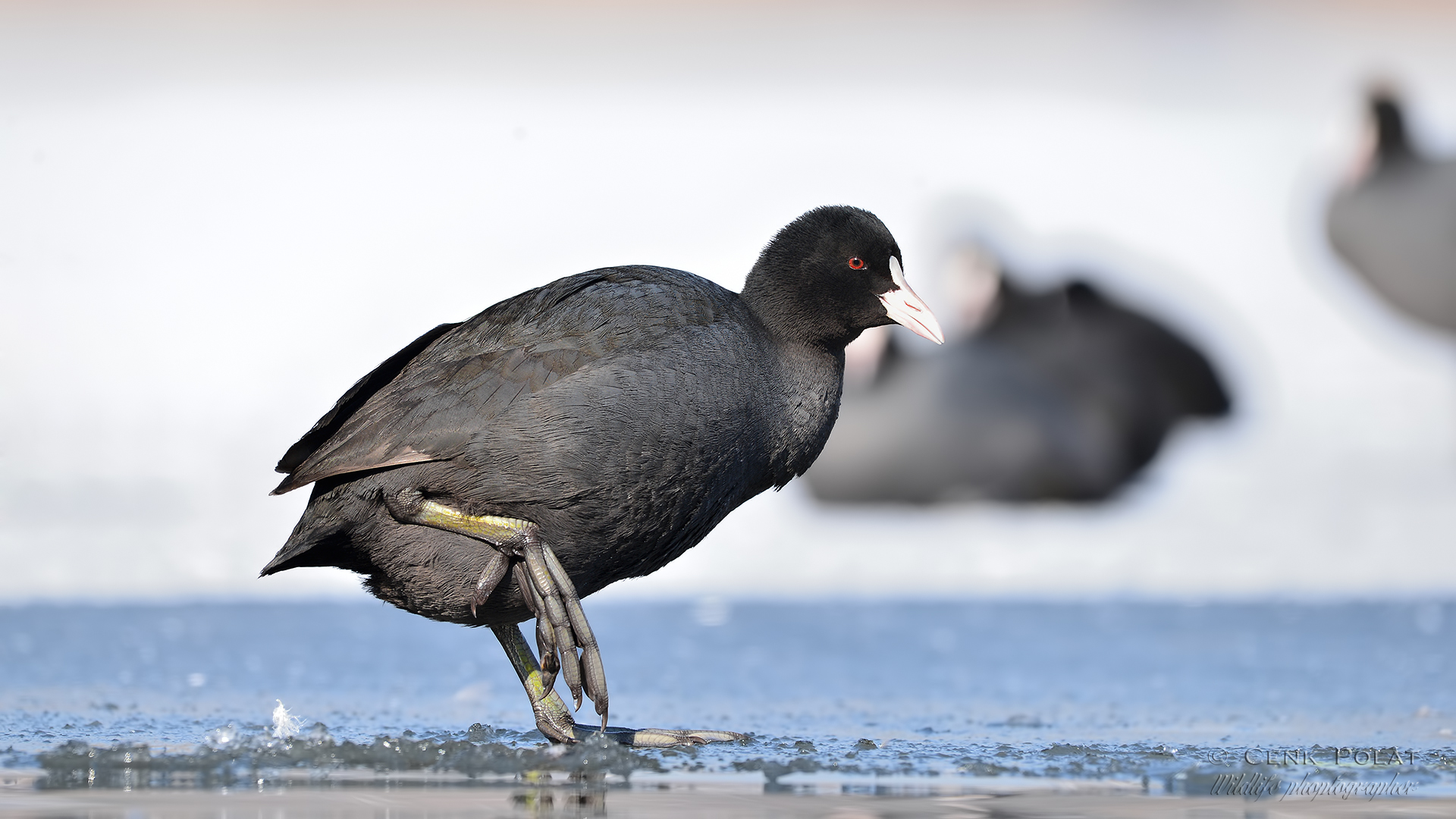 Eurasian Coot — Ana fotoğraf